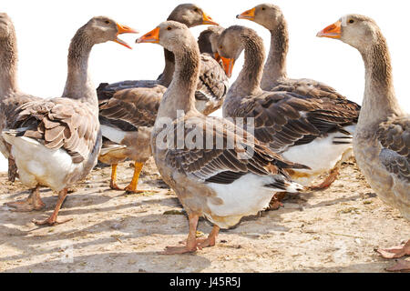 ein Magier ein Schwarm Gänse auf der Geflügelfarm Stockfoto