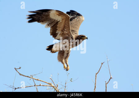 Kaiseradler - Aquila heliaca Stockfoto