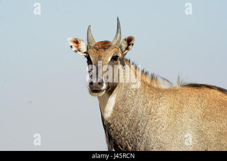 BLAUE BULL INDIEN BLAUE KUH Stockfoto