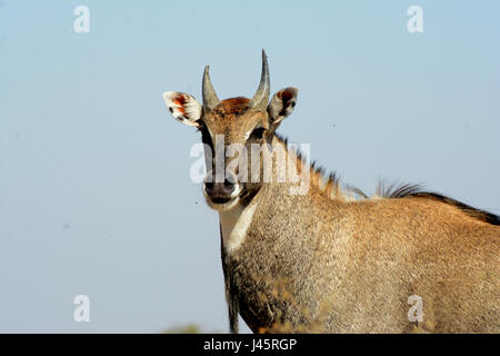 BLAUE BULL INDIEN BLAUE KUH Stockfoto