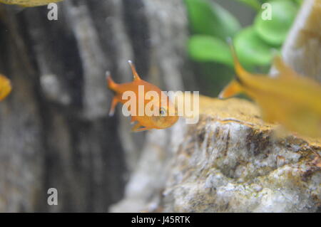 Silberne Spitze Tetra Stockfoto