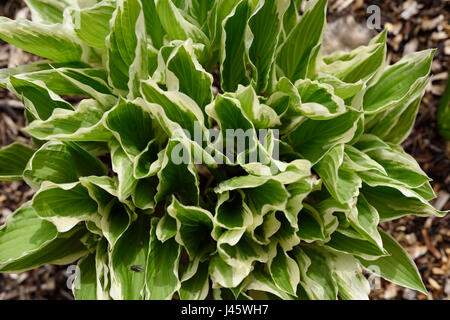 Grün und weiß verlässt Hosta Schwellenländer in einem Garten mit Holz-Chips im Frühjahr nach einem Regen Stockfoto