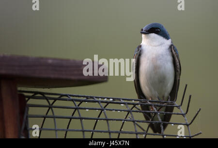 Baum-Schwalbe (Tachycineta bicolor) auf einen Nistkasten mit einem Raubtier-Wächter Stockfoto