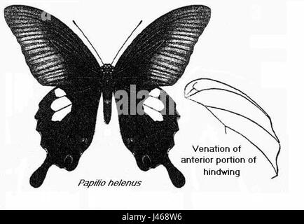 Papilio Helenus Bingham Stockfoto