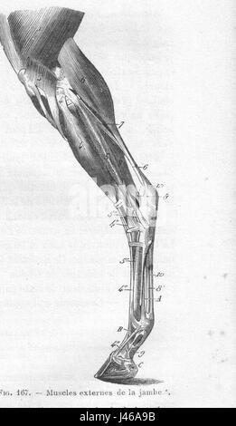 Eine Illustration oder anatomische Studie von Chauveau aus dem Jahr 1890, die die Muskeln des Pferdes darstellt, möglicherweise mit Fokus auf die kaudalen und äußeren Muskeln. Stockfoto