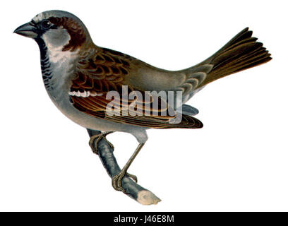 Passer domesticus, auch bekannt als Haussperling, ist eine kleine Vogelart, die in städtischen und ländlichen Gebieten weltweit vorkommt. Sie zeichnet sich durch ihre Anpassungsfähigkeit an von Menschen geschaffene Lebensräume aus. Stockfoto