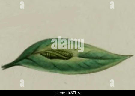 Paradoxus Osyridellus Puppe Stockfoto