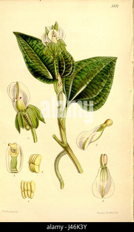 Nephelaphyllum pulchrum ist eine Pflanzenart, die in Curtis' Botanical Magazine mit einer spezifischen Referenz aus dem Jahr 1862 vorgestellt wird. Die Beschreibung der Anlage wird von einer Abbildung in der Publikation begleitet. Stockfoto