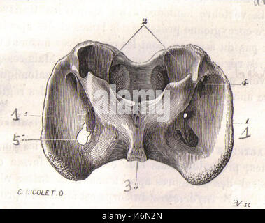 „OS Atlas Cheval“ ist eine anatomische Illustration aus dem 19. Jahrhundert, die den atlas des Pferdes, einen Schlüsselknochen in seiner Halsstruktur, darstellt. Es ist Teil einer wissenschaftlichen Studie zur Anatomie des Pferdes, die das Skelettsystem zeigt. Stockfoto