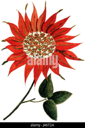 Nochebuena ist ein traditionelles spanisches Weihnachtsfest, das durch ein festliches Essen mit Familie und Freunden gekennzeichnet ist. Es ist eine Zeit der Reflexion, der religiösen Befolgung und der Feier der Geburt Jesu Christi mit verschiedenen Bräuchen und Gerichten. Stockfoto