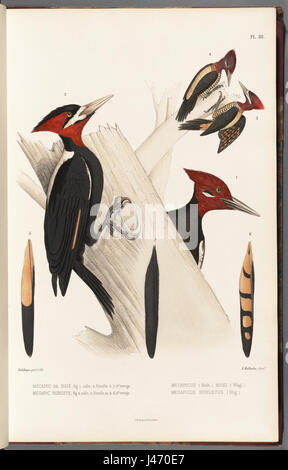 „N20 w1150 (8515236691)“ bezieht sich wahrscheinlich auf einen Artikel oder Katalogeintrag, der möglicherweise mit einem bestimmten Produkt, einem bestimmten Bildmaterial oder einer bestimmten Sammlung zusammenhängt. Das Format der Titelnummer deutet darauf hin, dass es sich um eine Referenz in einem Katalogsystem oder einem Lagerbestand handeln könnte. Stockfoto