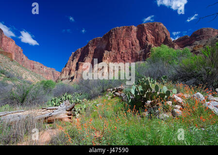 Wandern Sie auf Deer Creek im Grand Canyon National Park Stockfoto