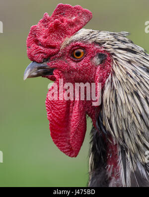 Nahaufnahme des Kopfes der Freilandhaltung Hamburg Hahn mit roten Flechtwerk und Kamm und schwarz-weiss Federn. Er steht links. Wiese ist hinter. Stockfoto