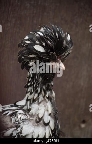 Nahaufnahme von Kopf und Oberkörper der Freilandhaltung Silber geschnürt polnischen Huhn mit weißen und schwarzen Gefieder Holz im Hintergrund. Henne sucht richtige Stockfoto