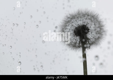 Löwenzahnsamen auf Regentropfen Stockfoto