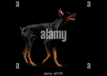 Verspielte Dobermann Hund stehend auf isolierte schwarz, Seitenansicht Stockfoto