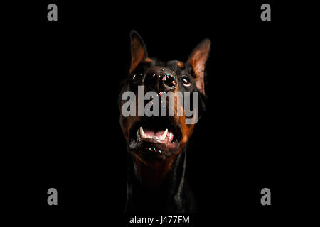 Closeup lustige Dobermann Hund mit Ostern Süßigkeiten auf Nase, isoliert Stockfoto