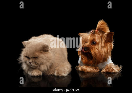 Schottische Katze und Yorkshire-Terrier Hund isoliert Stockfoto