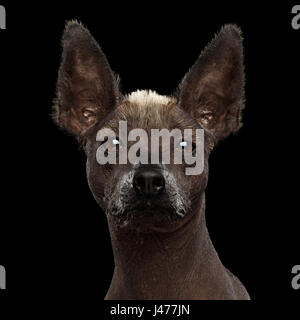 Xoloitzcuintle - mexikanischen Nackthund Rasse, Studio-Portrait auf schwarzem Hintergrund Stockfoto