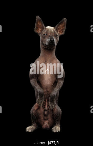 Xoloitzcuintle - mexikanischen Nackthund Rasse, Studio-Portrait auf schwarzem Hintergrund Stockfoto