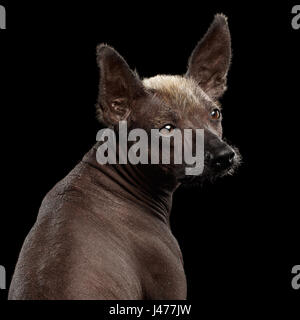 Xoloitzcuintle - mexikanischen Nackthund Rasse, Studio-Portrait auf schwarzem Hintergrund Stockfoto