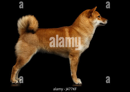 Pedigreed rote Shiba Inu Hund stehend auf isolierte schwarzer Hintergrund Stockfoto