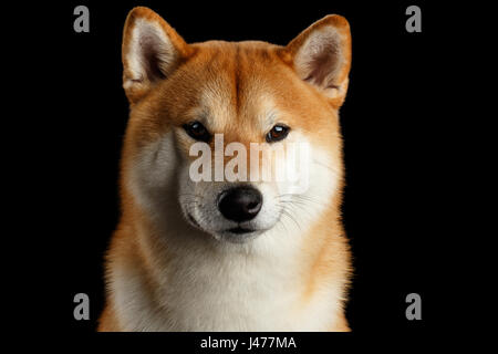 Close-up Portrait von Kopf Shiba Inu Hund, isolierte schwarzer Hintergrund Stockfoto