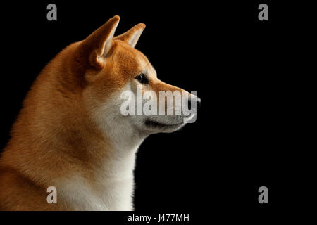 Close-up Portrait im Profil Shiba Inu Hund, isolierte schwarzer Hintergrund Stockfoto