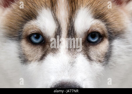 Closeup blaue Augen Siberian Husky Welpen Stockfoto