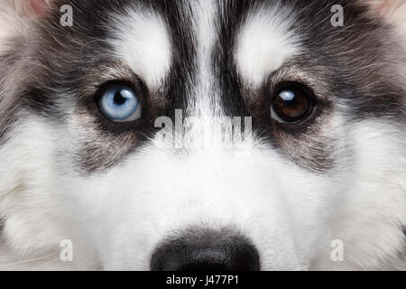 Closeup Siberian Husky Welpen anderen Augen Stockfoto