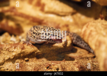 das Bild des Tieres exotische Reptilien Eublepharis auf den Felsen entdeckt Stockfoto