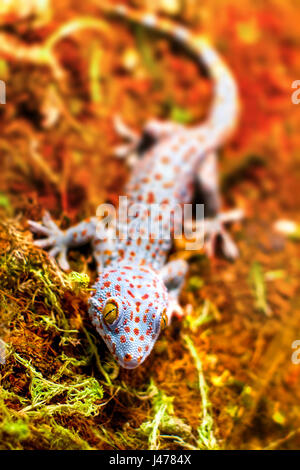 das Bild von einem exotischen Tier Tokay Gecko Eidechse Stockfoto