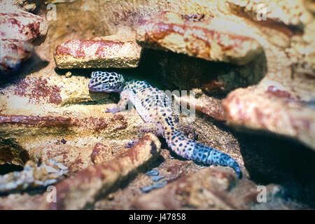 das Bild des Tieres exotische Reptilien Eublepharis auf den Felsen entdeckt Stockfoto