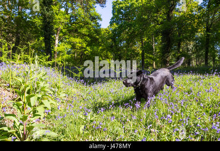 Schwarze Labrador Hund läuft durch Glockenblumen in der englischen Landschaft im Frühling, UK Stockfoto