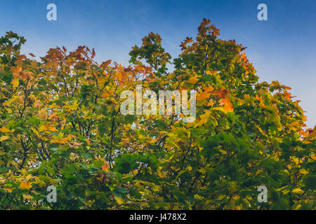 ein Ahornbaum mit dichten Laub mit Flecken von goldenen Blätter zeigen den Beginn der Wasserfälle befindet sich im Tollymore Forest Park in Newcastle UK Stockfoto