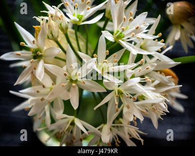 Bärlauch blüht Blooming in einem Bündel Stockfoto