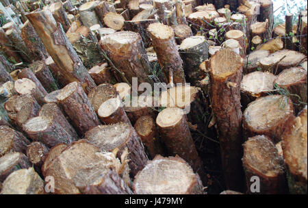 Frisch geschnitten Haufen von Holzpfählen. Rinde Stockfoto