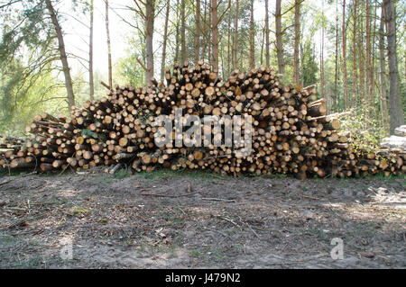 Haufen von schneiden frisch Holzpfähle im Pinienwald Stockfoto