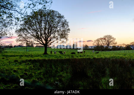 Doagh, County Antrim, Ulster, Nordirland, Vereinigtes Königreich.  Die Sonne geht über Ackerland, erfüllten Bäume an einem feinen Sommertag. Stockfoto