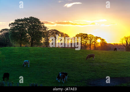 Doagh, County Antrim, Ulster, Nordirland, Vereinigtes Königreich.  Die Sonne geht über Ackerland mit Vieh Weiden, erfüllten Bäume an einem feinen Sommertag. Stockfoto