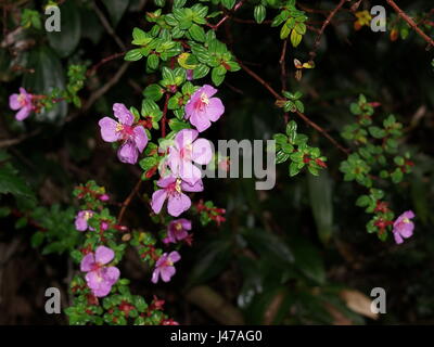 Rosa Blüten. Monochaetum Vulcanicum, Melastomataceae. Provinz Alajuela, Costa Rica Poas Stockfoto