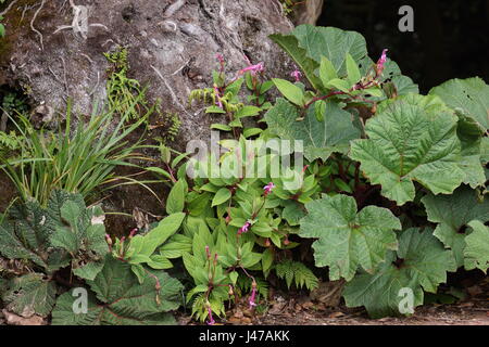 Rosa Blume Centropogon. Costa Rica Alajuela Provinz Cordillera Central, Poas Volcano National Park Stockfoto