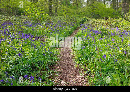 Ein Waldweg durch Glockenblumen im Frühjahr in den großen Wald in Blickling, Norfolk, England, Vereinigtes Königreich. Stockfoto