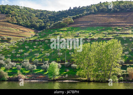 Portugal-Douro-Tal, einem terrassierten Hügel im Frühjahr entlang des Flusses Douro, in der Nähe der Portwein Stadt Pinhao, Portugal. Stockfoto