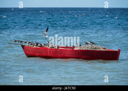 Schwarze Leitung Möwen thront auf einem alten roten hölzernen Fischerboot entlang der Nordwest Küste von Grenada in der Nähe von Gouyave. Grenada, West Indies, Karibik Stockfoto