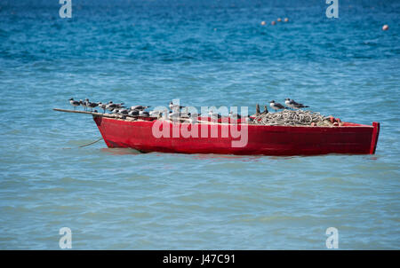 Schwarze Leitung Möwen thront auf einem alten roten hölzernen Fischerboot entlang der Nordwest Küste von Grenada in der Nähe von Gouyave. Grenada, West Indies, Karibik Stockfoto