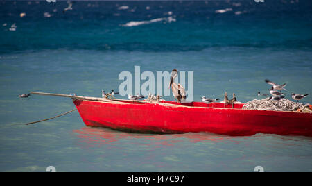 Ein Pelikan thront auf einem alten Fischerboot mit schwarzer Spitze Möwen in der Nähe von Gouyave im nordwestlichen Grenada, West Indies, Karibik Stockfoto