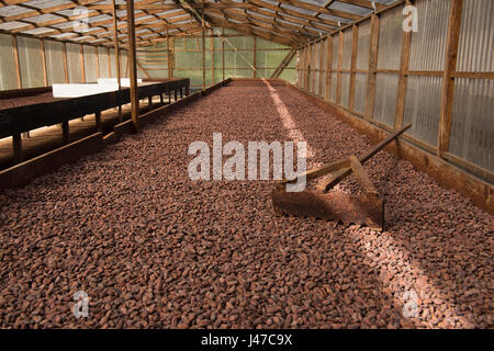 Kakaobohnen Trocknen bei Belmont Estate in St. Patricks Parish, Nordwesten, Grenada, West Indies, Karibik Stockfoto