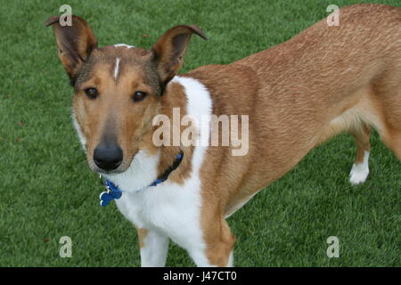 Glatt beschichtet Collie Stockfoto