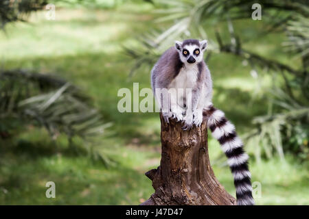 Lemur Ring Schwanz, sitzt auf dem Stamm eines Baumes im Wald. Große Augen mit leuchtenden Farben und klassische Langarm-weiß-schwarze Ringe. Stockfoto